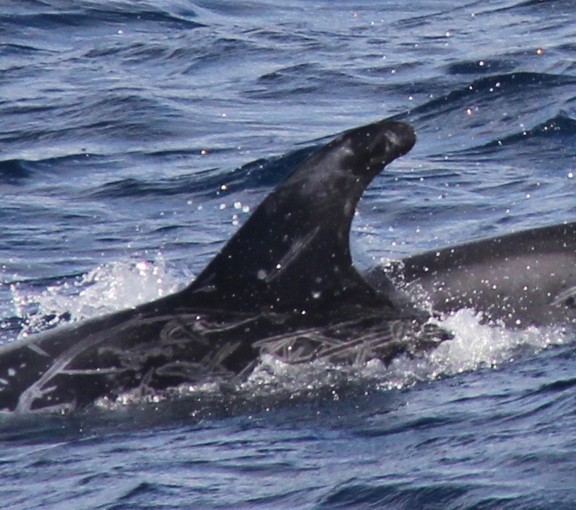 LeftDorsal