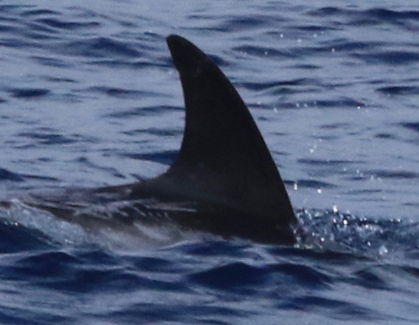 RightDorsal