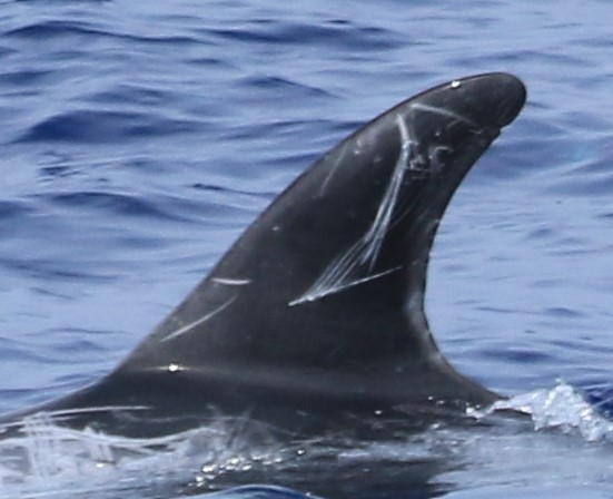 LeftDorsal
