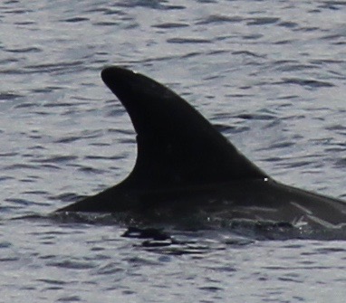 RightDorsal