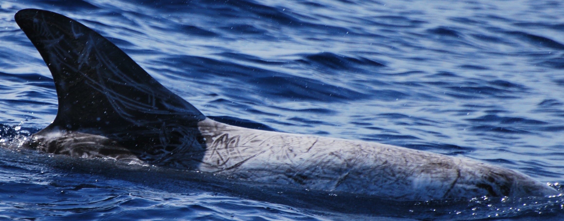 RightDorsal