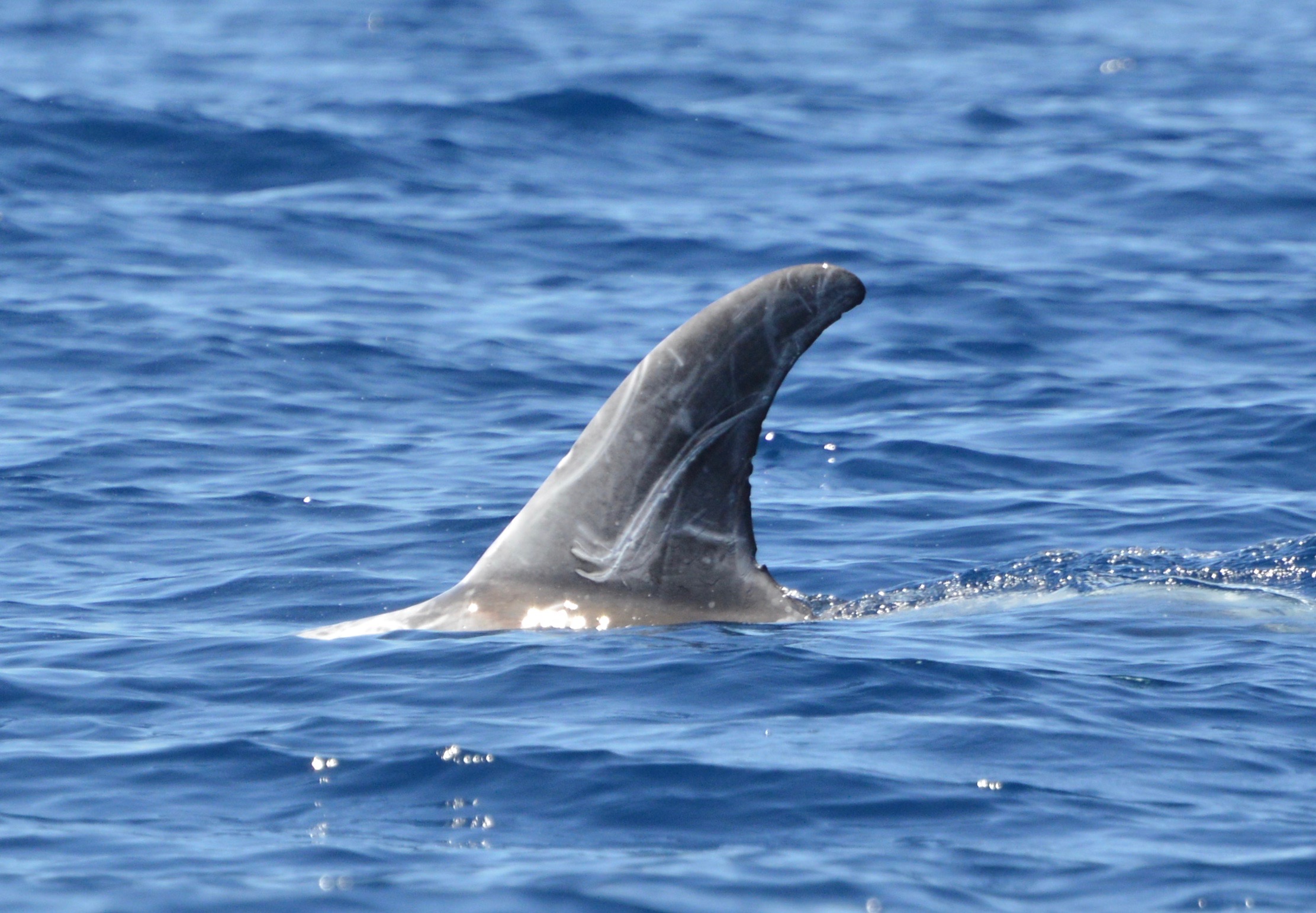 LeftDorsal