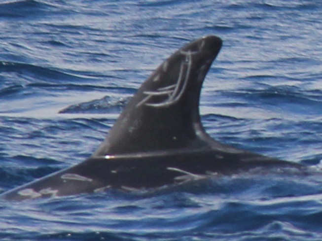 LeftDorsal