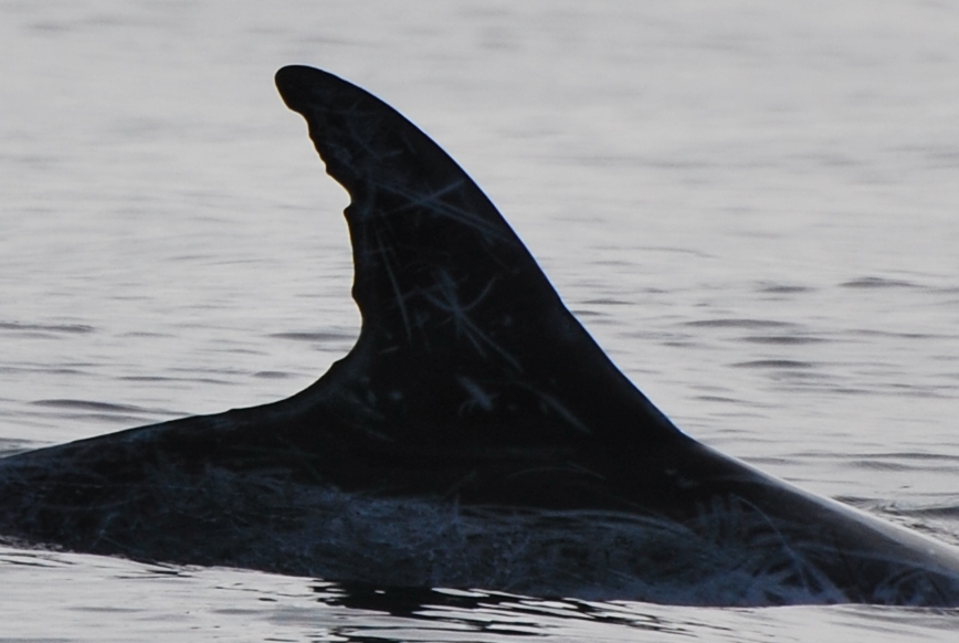 RightDorsal
