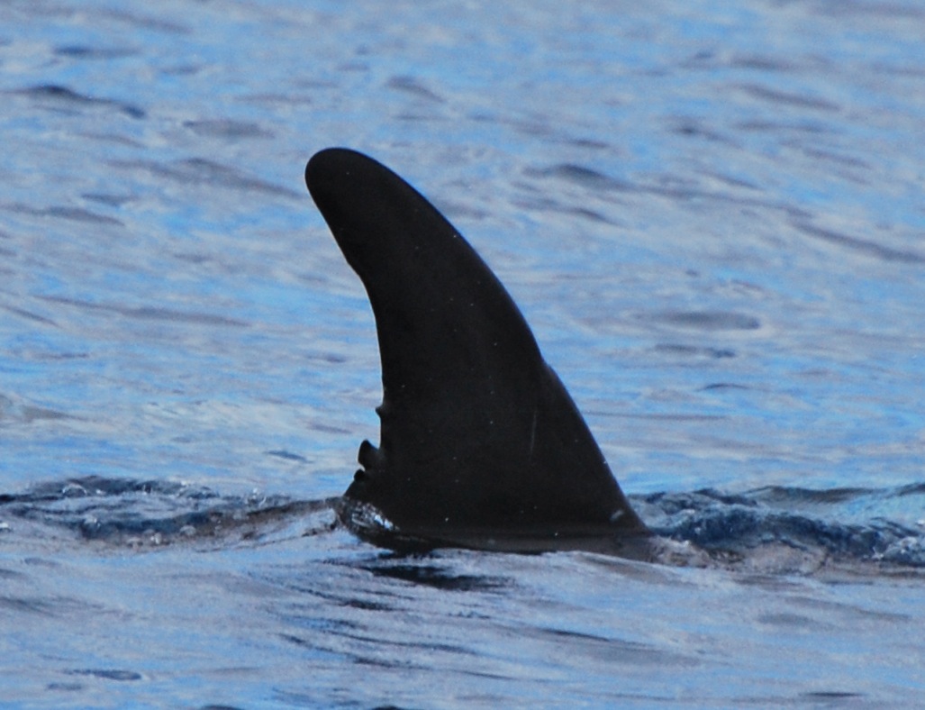 RightDorsal
