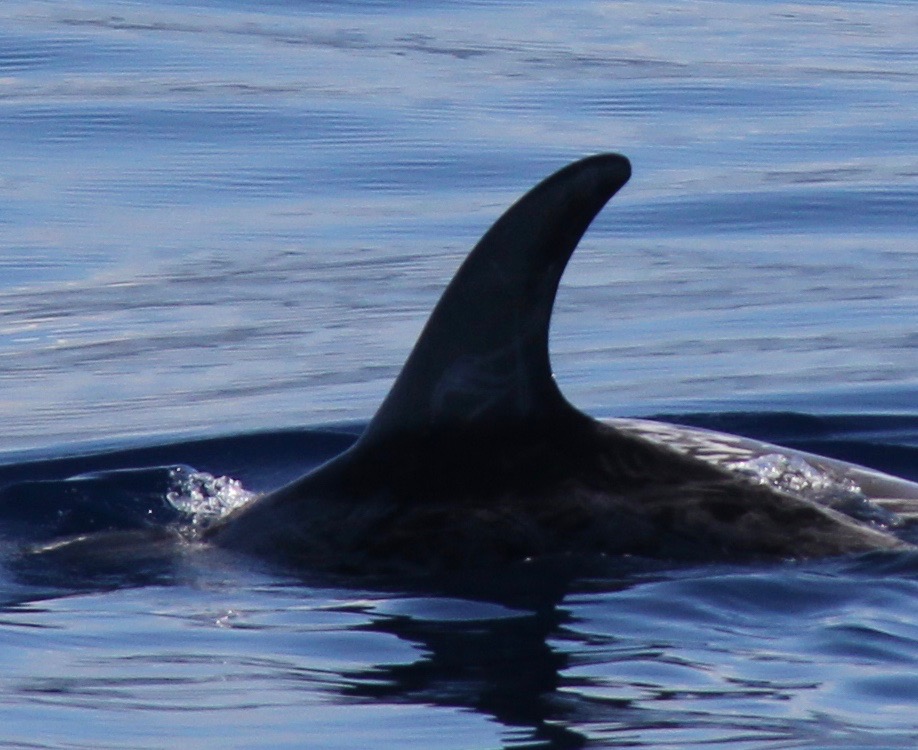 LeftDorsal