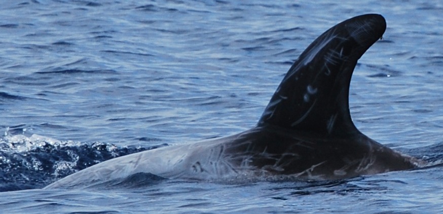 LeftDorsal