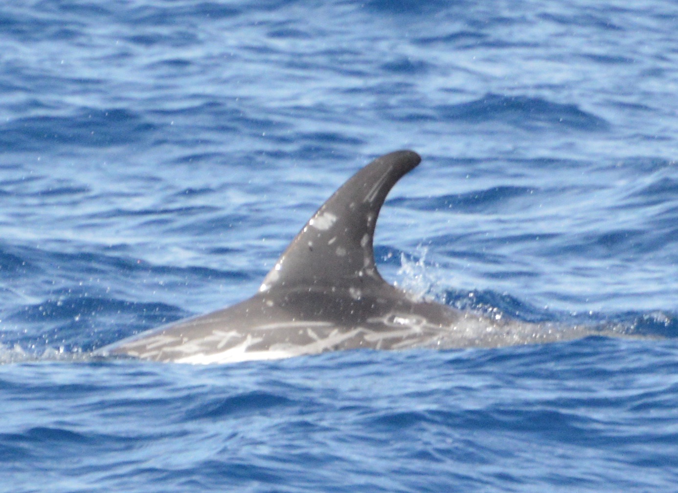 LeftDorsal
