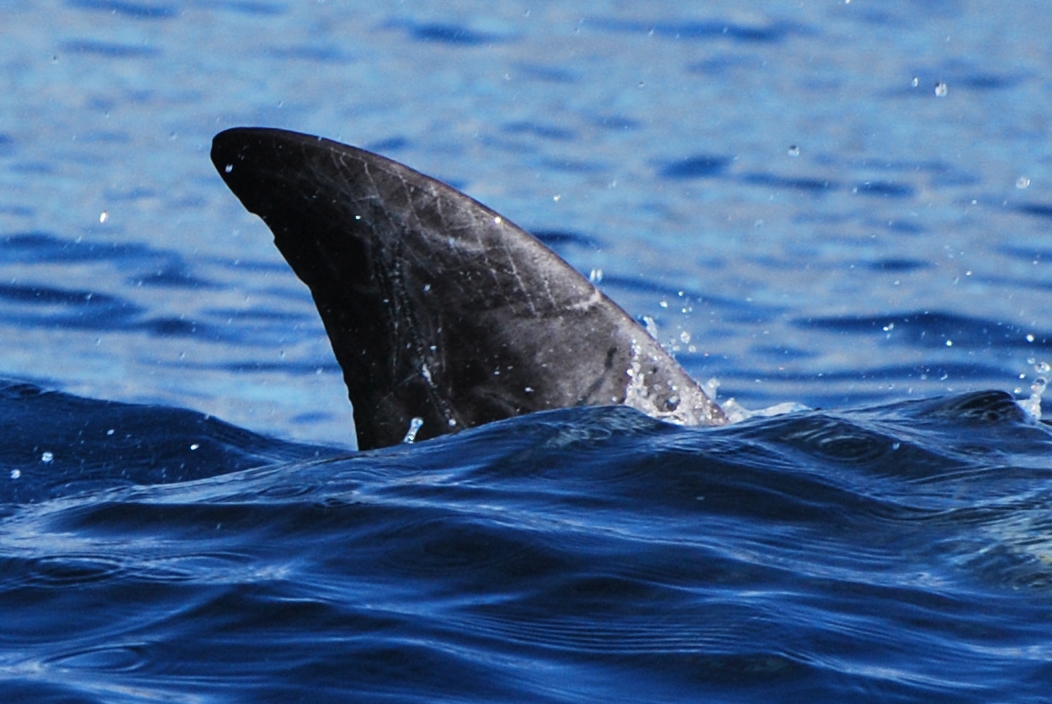RightDorsal