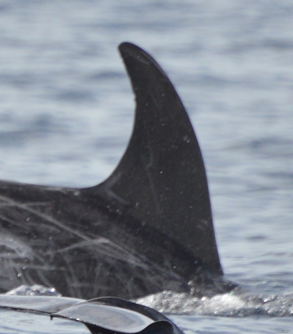 RightDorsal