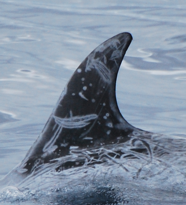 LeftDorsal