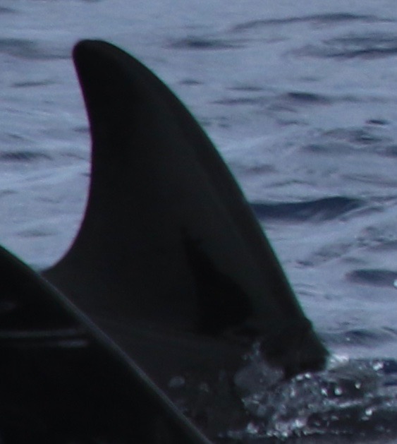 RightDorsal