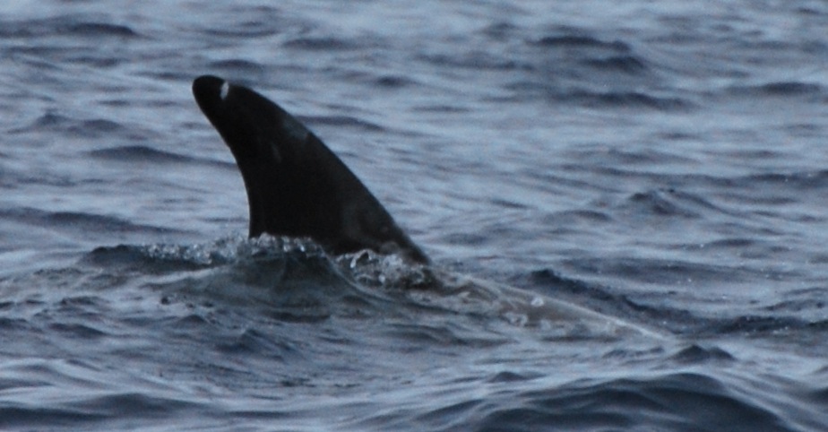 RightDorsal