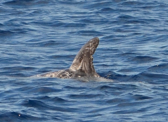 LeftDorsal