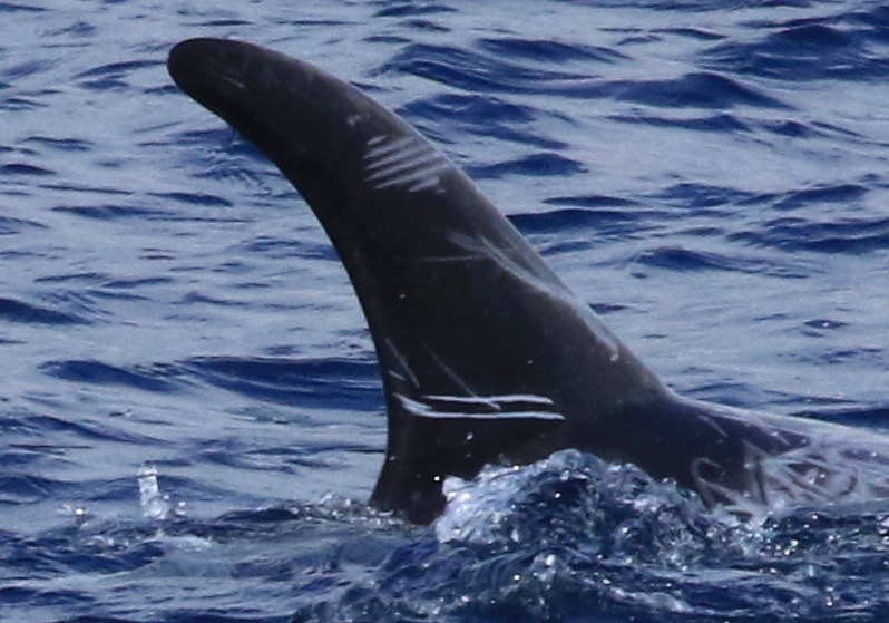 RightDorsal