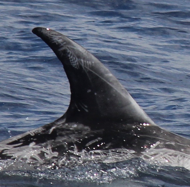 RightDorsal