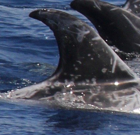 RightDorsal