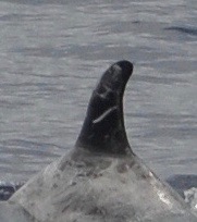 LeftDorsal