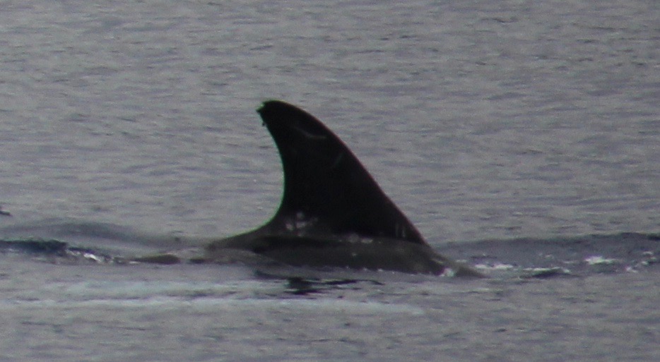 RightDorsal