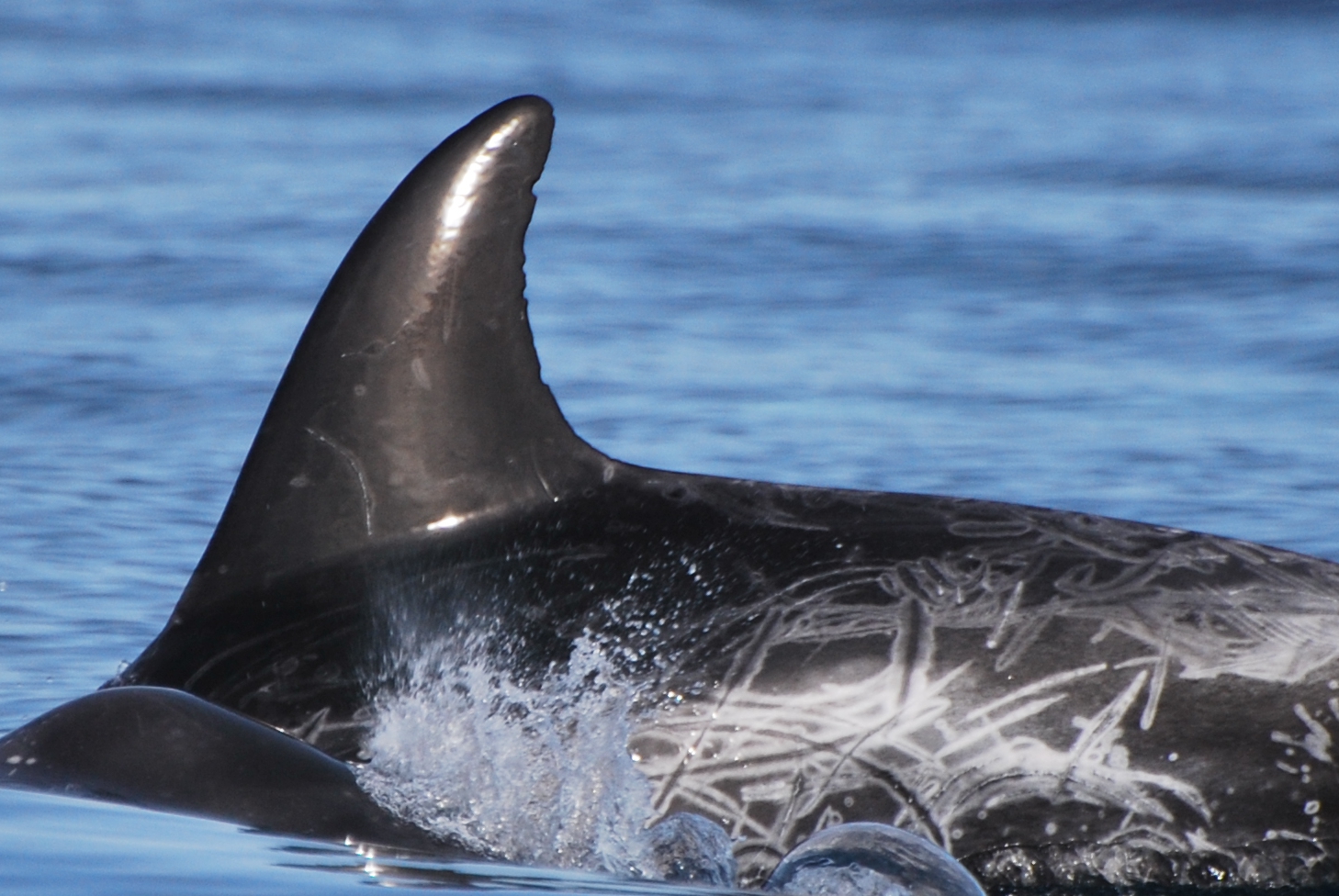 LeftDorsal