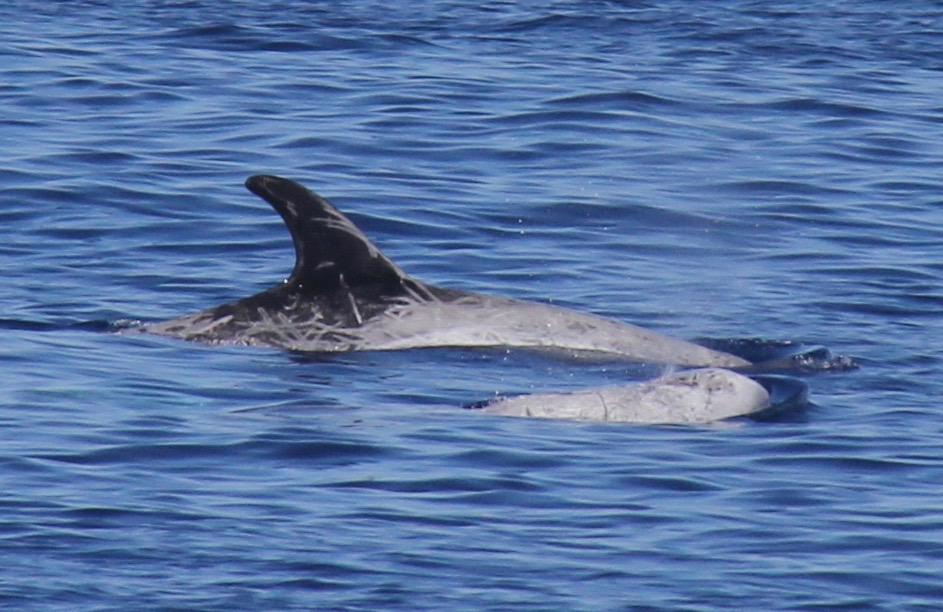 RightDorsal