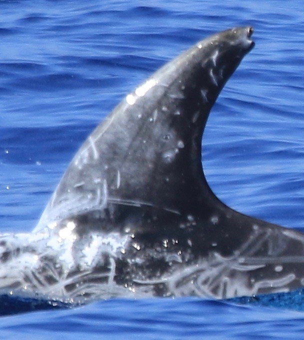 LeftDorsal