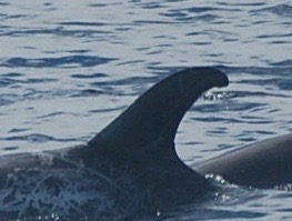 LeftDorsal