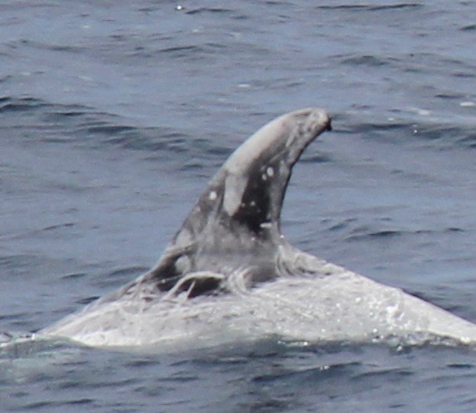 LeftDorsal