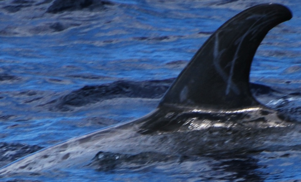 LeftDorsal