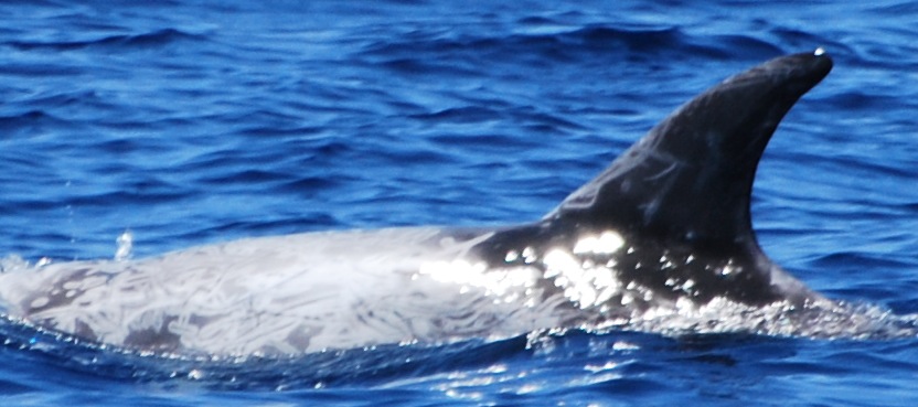 LeftDorsal