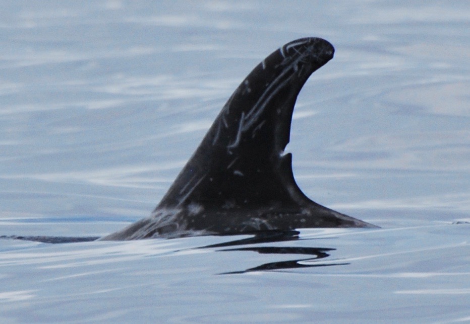 LeftDorsal