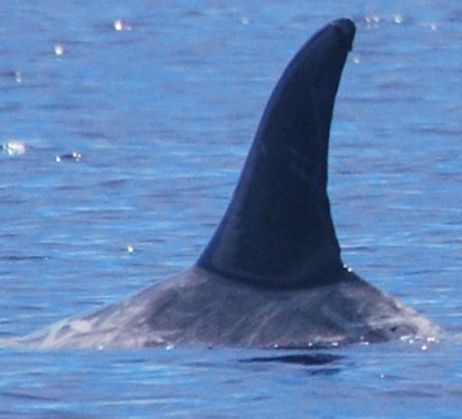 LeftDorsal