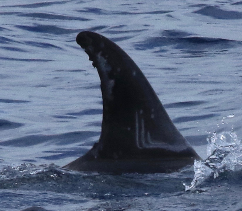 RightDorsal