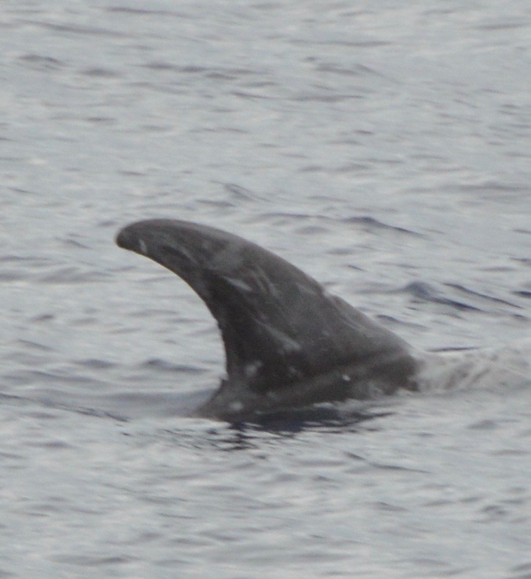 RightDorsal