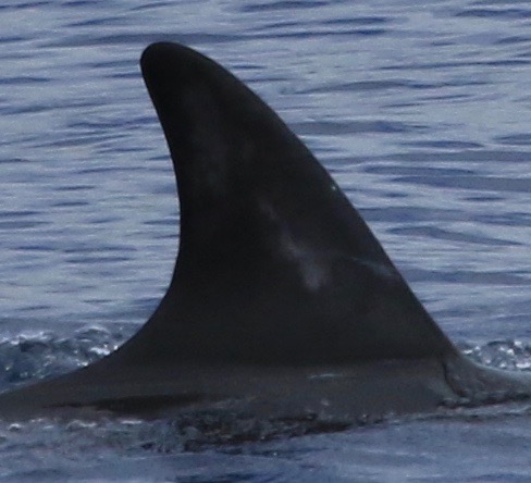 RightDorsal