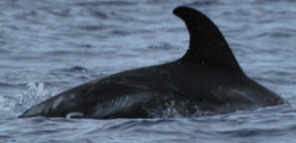 RightDorsal