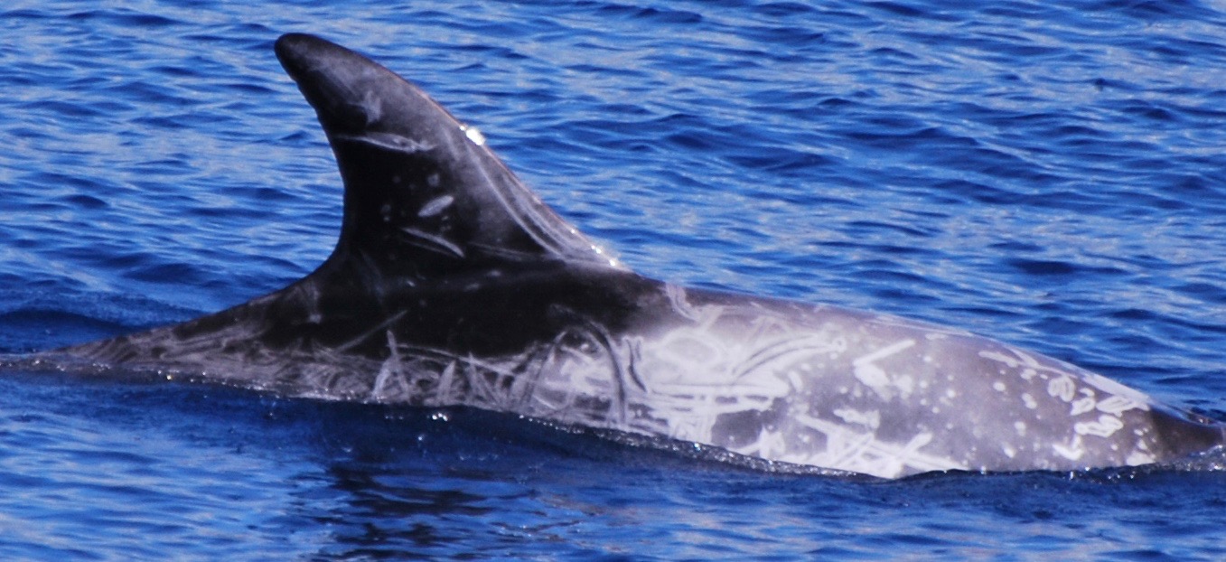 RightDorsal