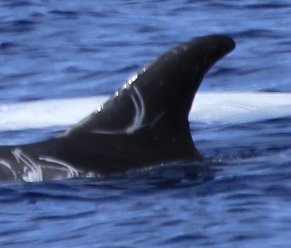 LeftDorsal