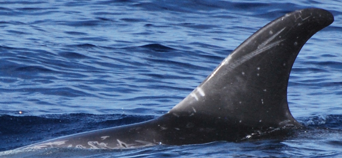 LeftDorsal