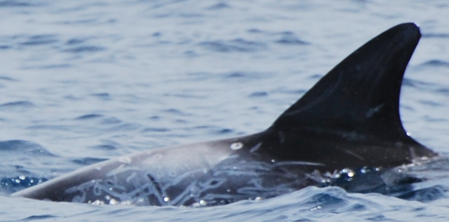 LeftDorsal
