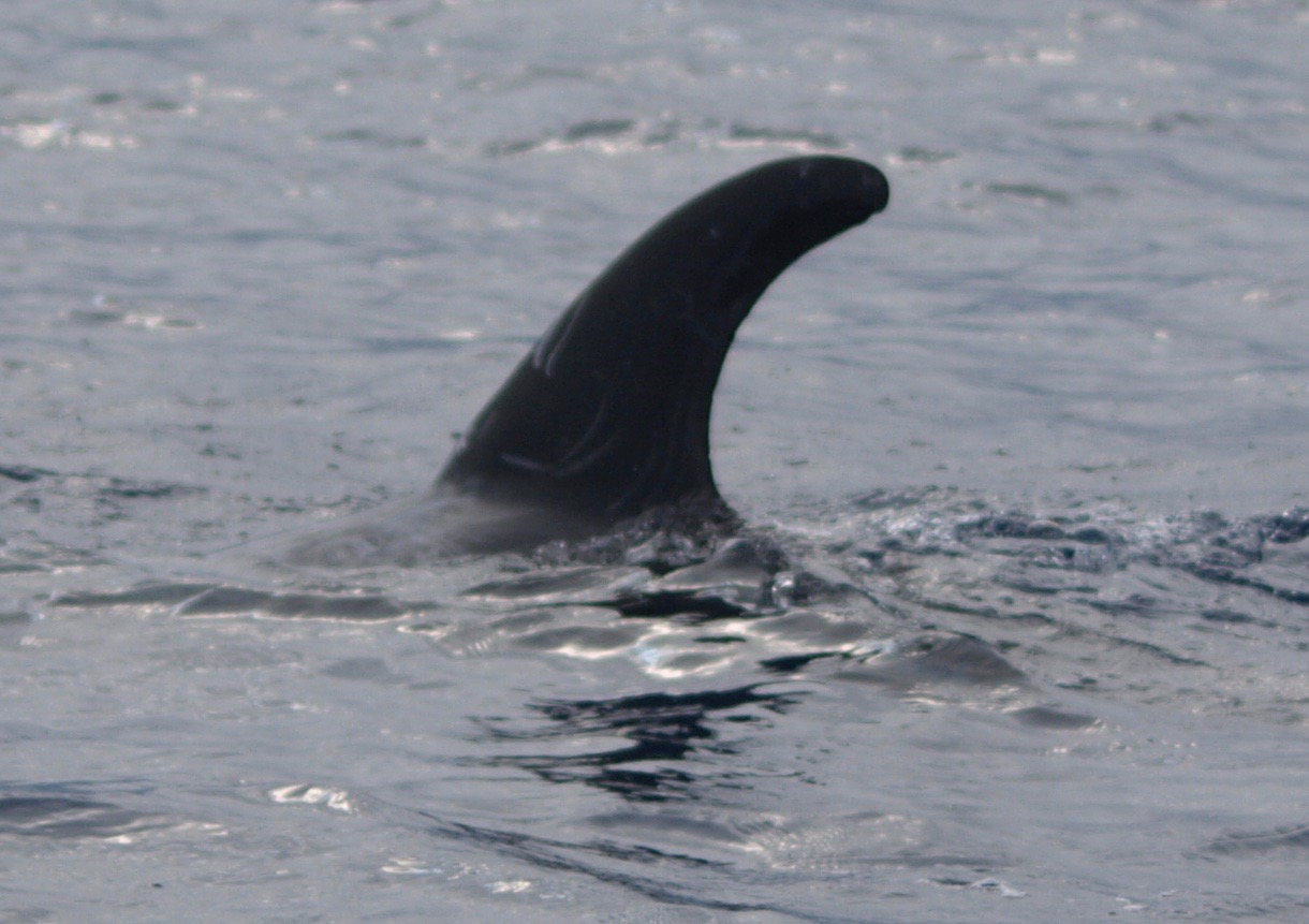 LeftDorsal