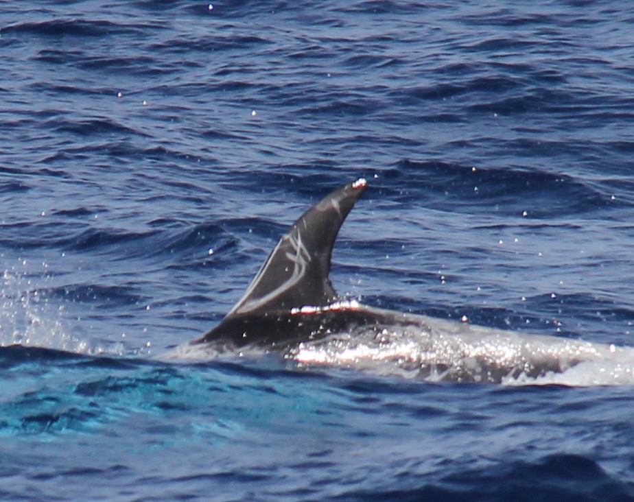 LeftDorsal