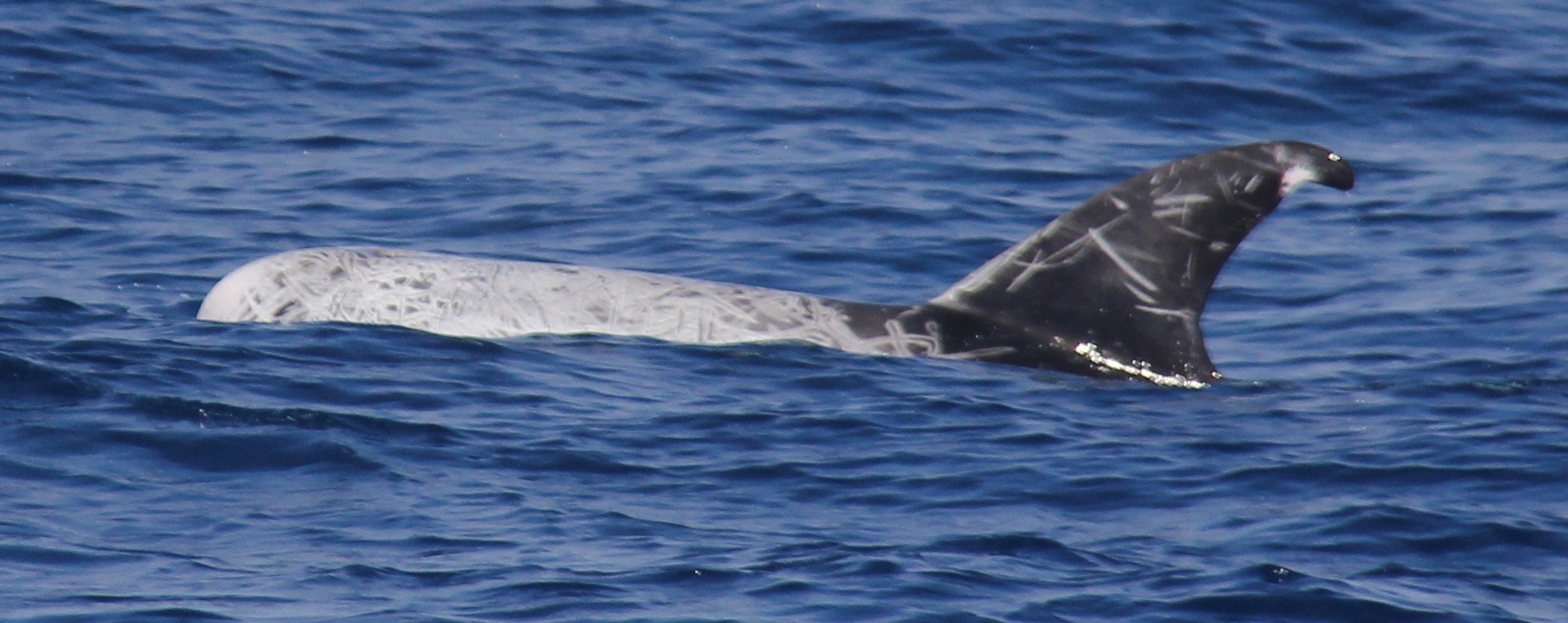 LeftDorsal