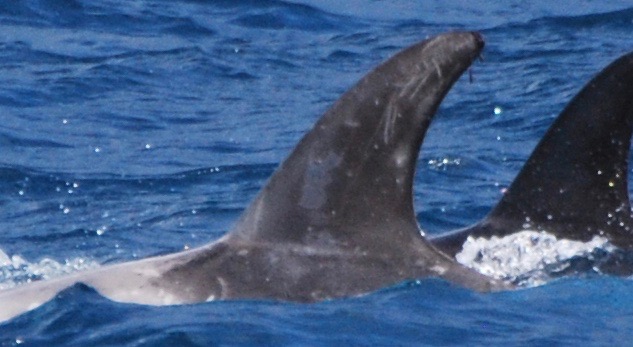 LeftDorsal