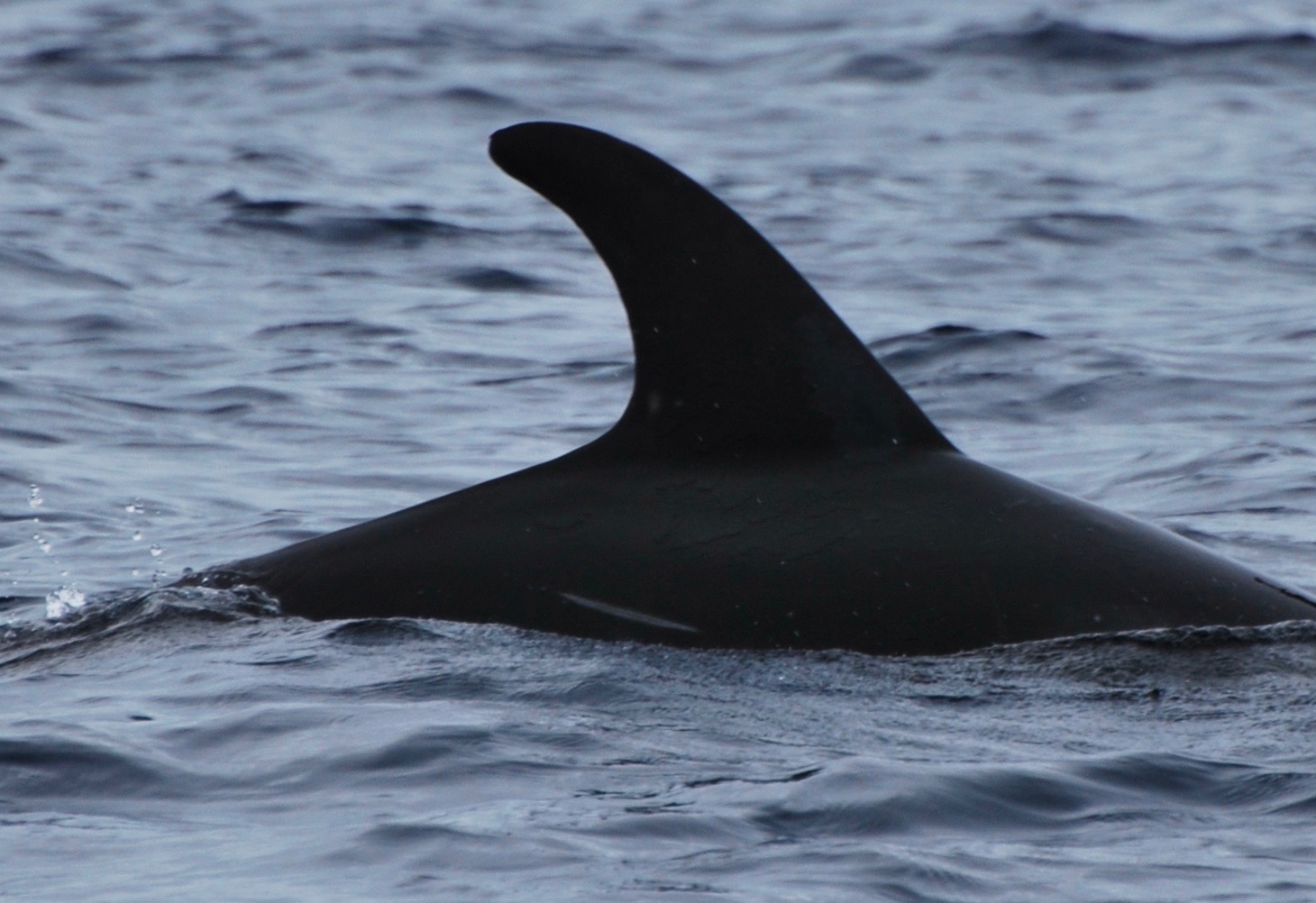 RightDorsal