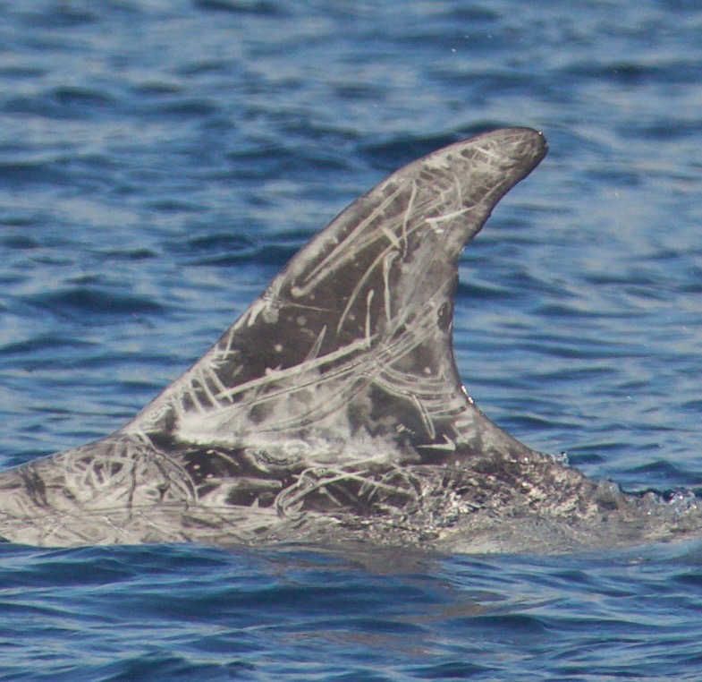 LeftDorsal