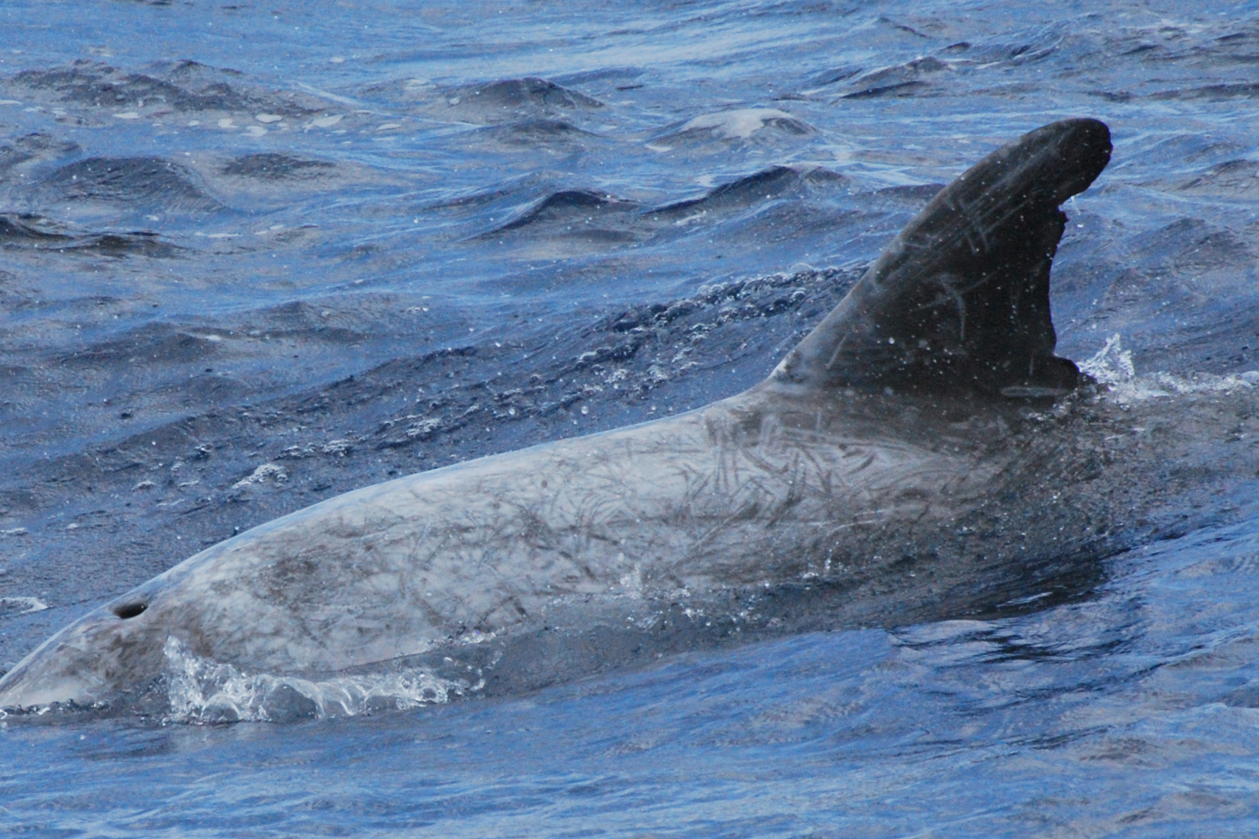 LeftDorsal