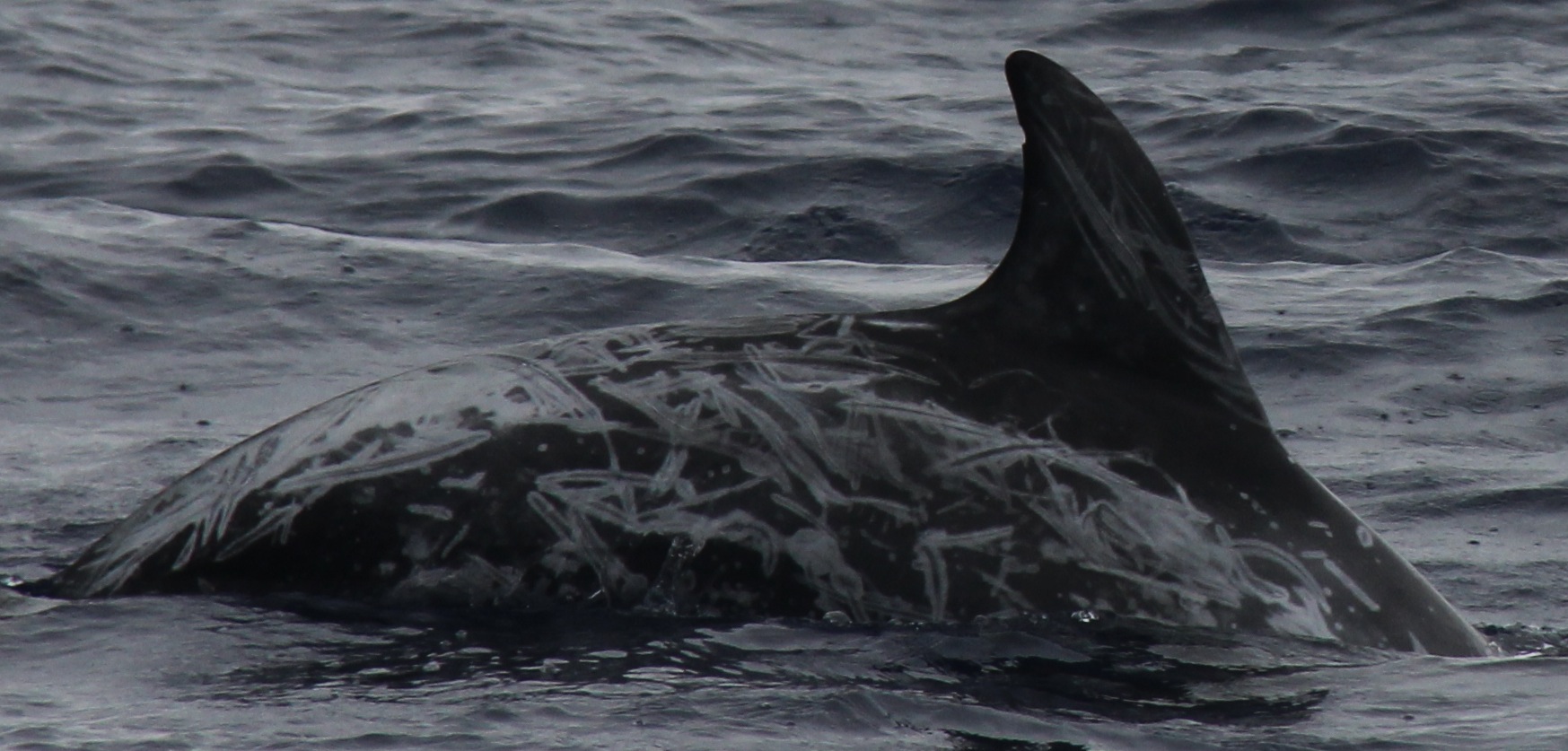 RightDorsal