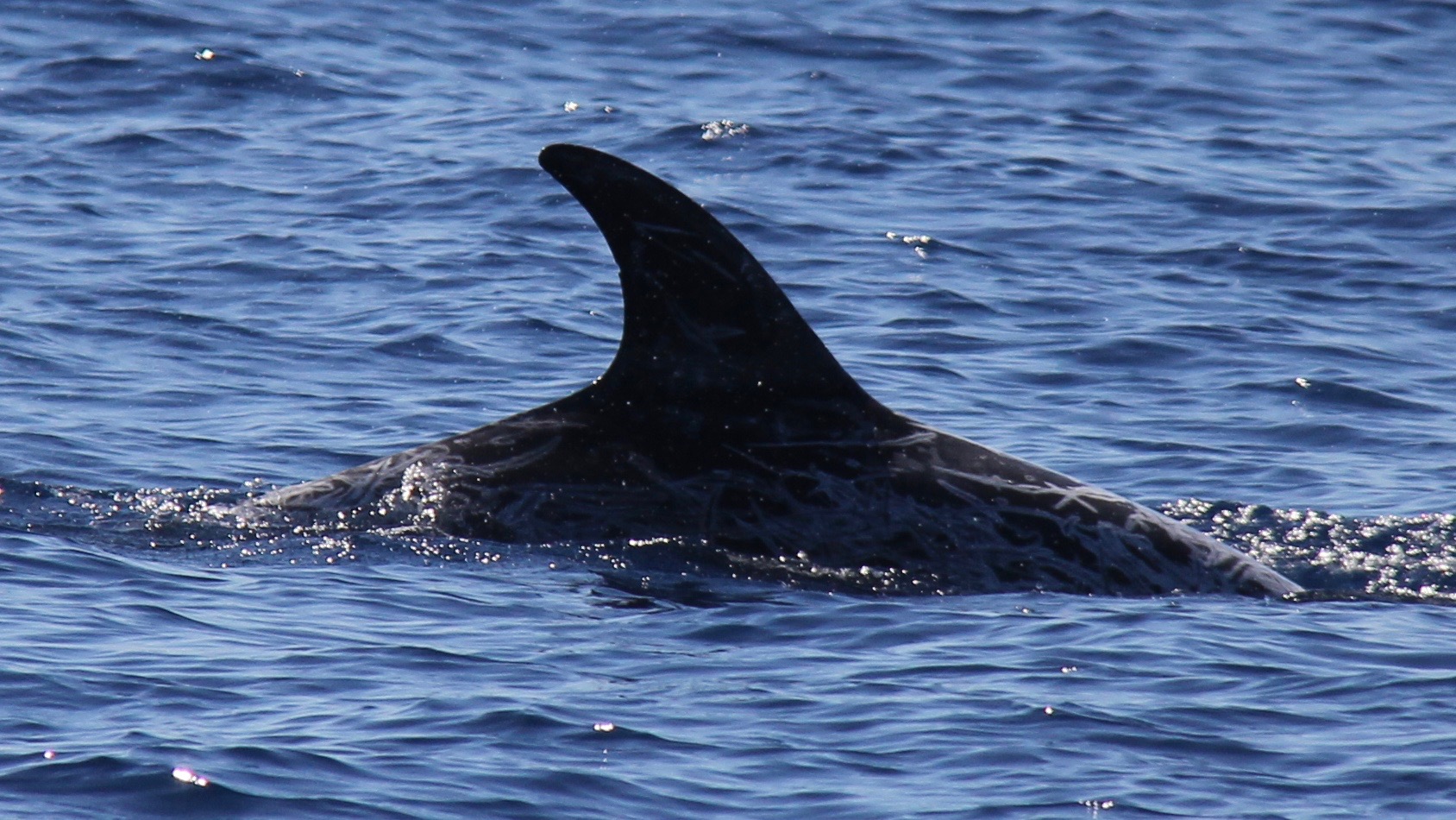 RightDorsal