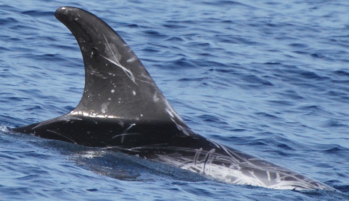 RightDorsal